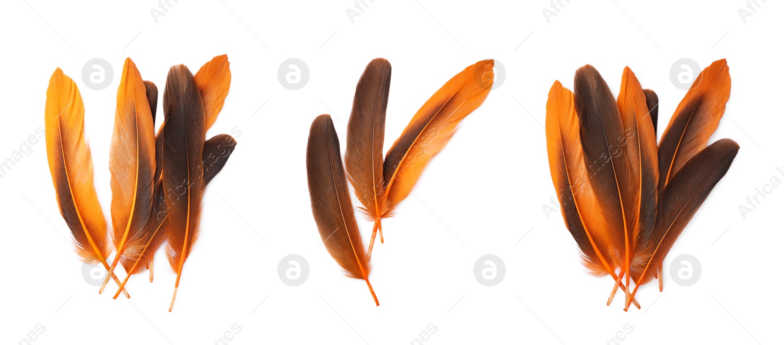 Image of Set with different beautiful feathers on white background