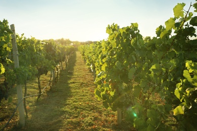 Photo of Beautiful view of vineyard with ripe grapes