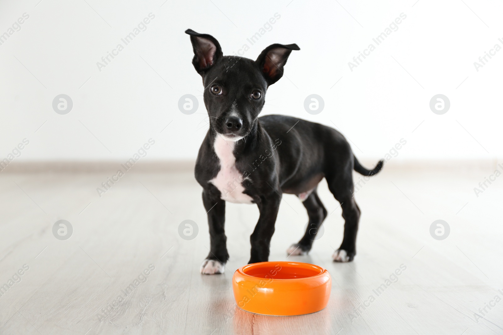 Photo of Cute little puppy near feeding bowl indoors. Baby animal