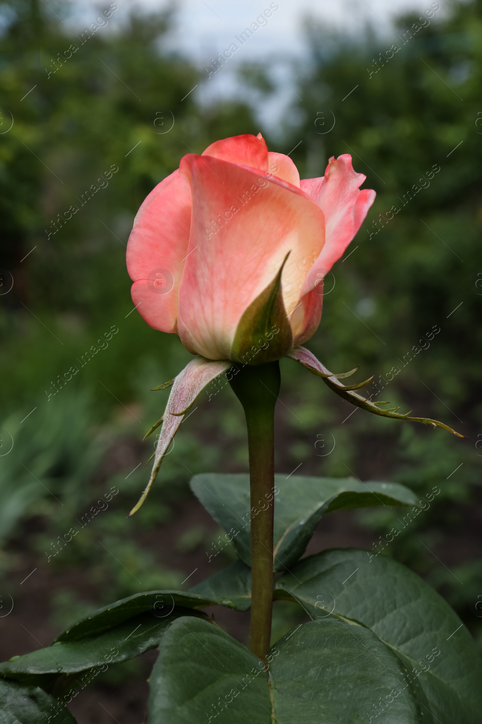 Photo of Beautiful pink rose flower in garden, closeup