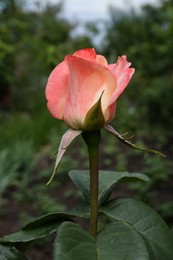 Beautiful pink rose flower in garden, closeup