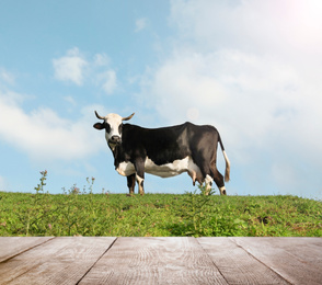 Image of Empty wooden table and cow grazing in field on background. Animal husbandry concept  