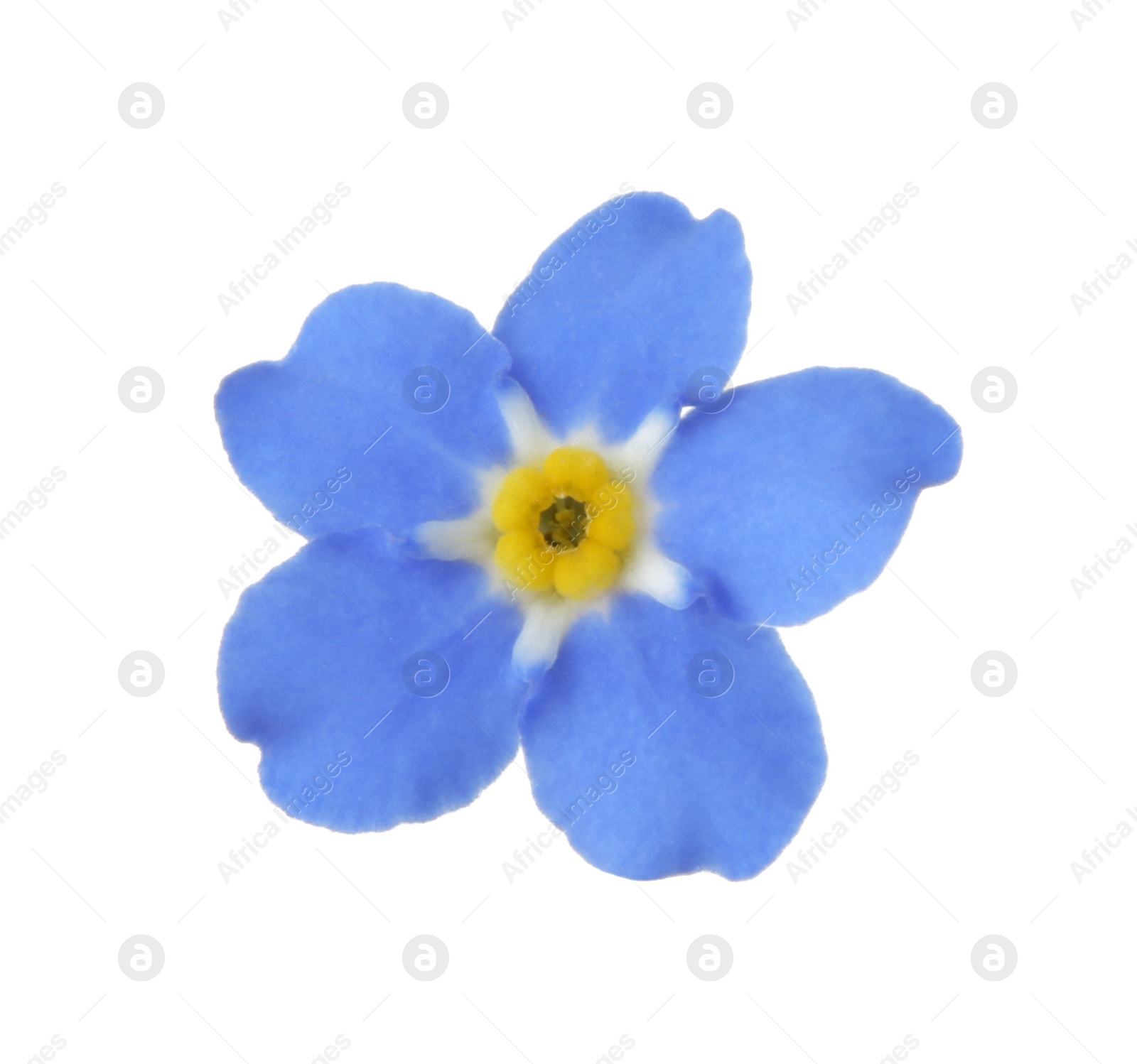 Photo of Amazing spring forget-me-not flower on white background