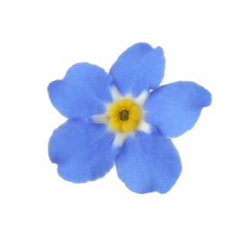 Amazing spring forget-me-not flower on white background