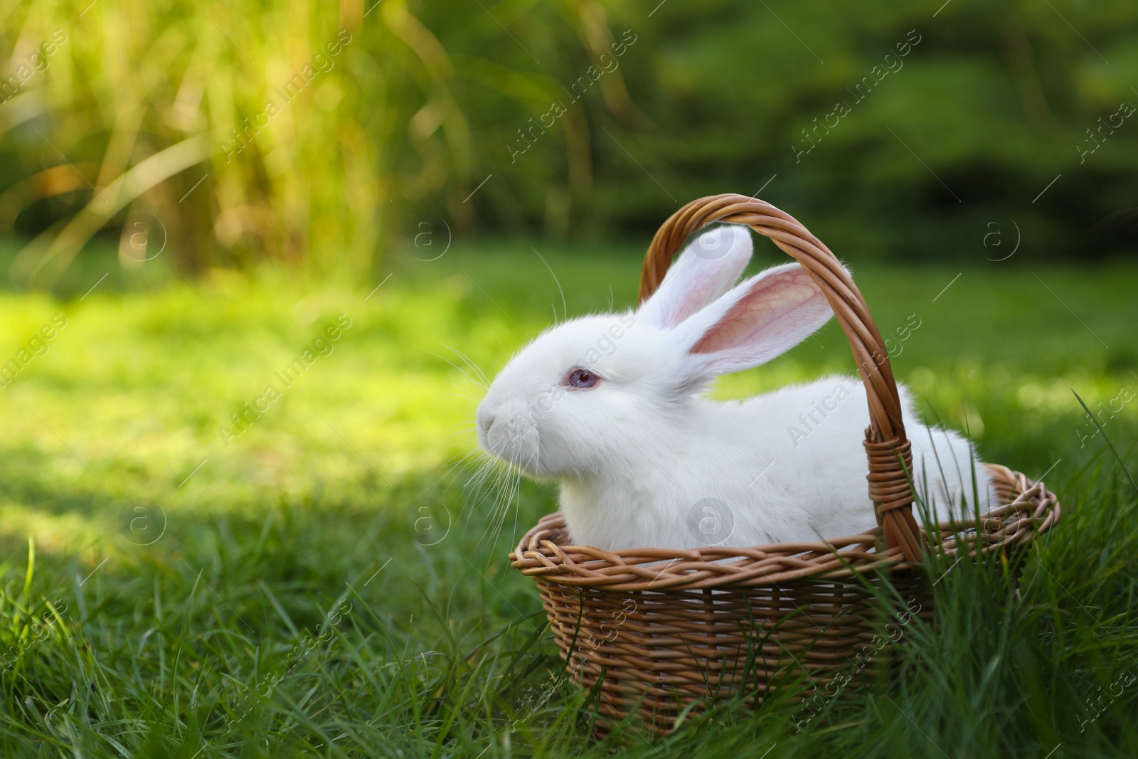 Photo of Cute white rabbit in wicker basket on grass outdoors. Space for text