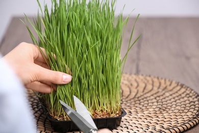 Photo of Woman cutting sprouted wheat grass with scissors at table, closeup. Space for text