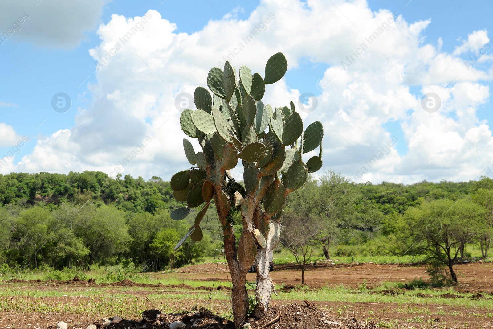 Photo of Beautiful green prickly pear cactus growing outdoors