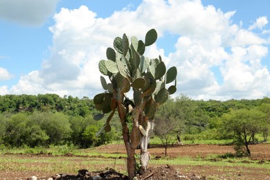 Beautiful green prickly pear cactus growing outdoors