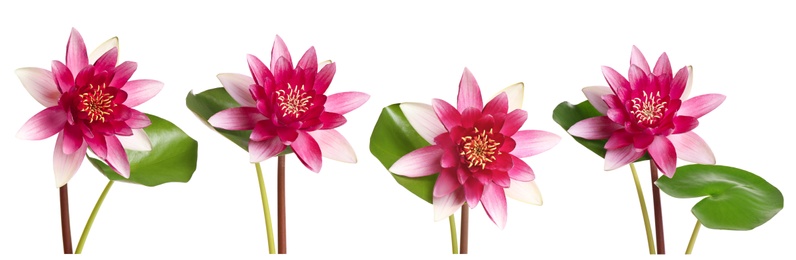 Image of Set of beautiful lotus flowers on white background. Banner design 