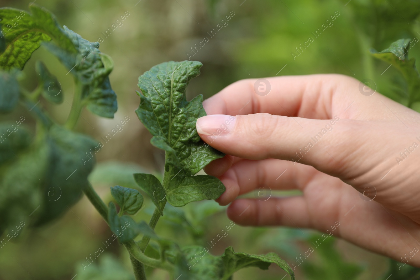 Photo of Woman touching leaves on plant in garden, closeup