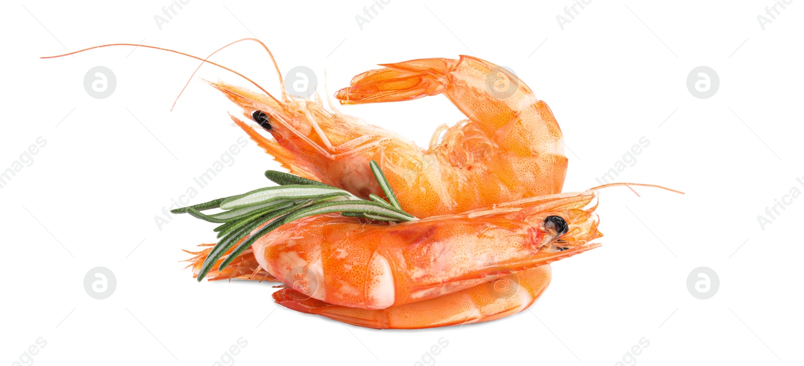 Photo of Delicious cooked shrimps and rosemary isolated on white