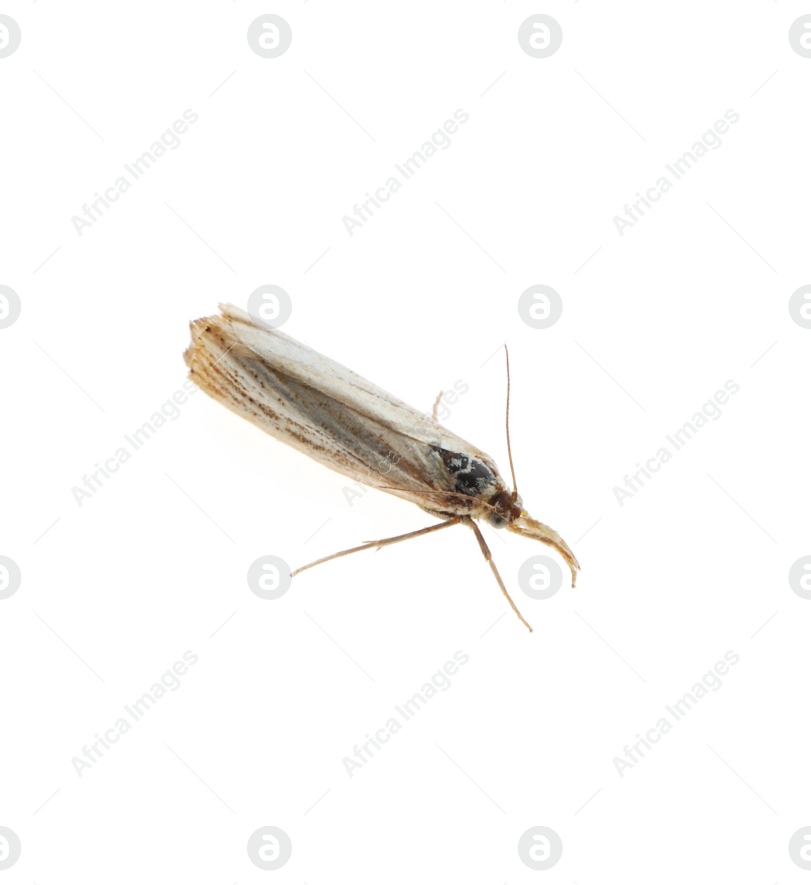Photo of Single chrysoteuchia culmella moth isolated on white, top view
