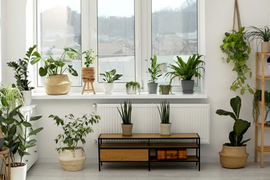 Photo of Many beautiful potted houseplants growing near window indoors