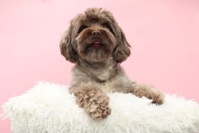 Photo of Cute Maltipoo dog with pillow resting on pink background. Lovely pet