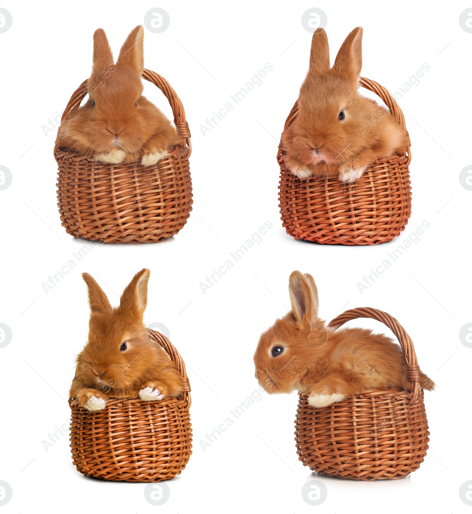 Image of Collage with adorable fluffy Easter bunnies on white background