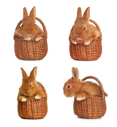 Image of Collage with adorable fluffy Easter bunnies on white background