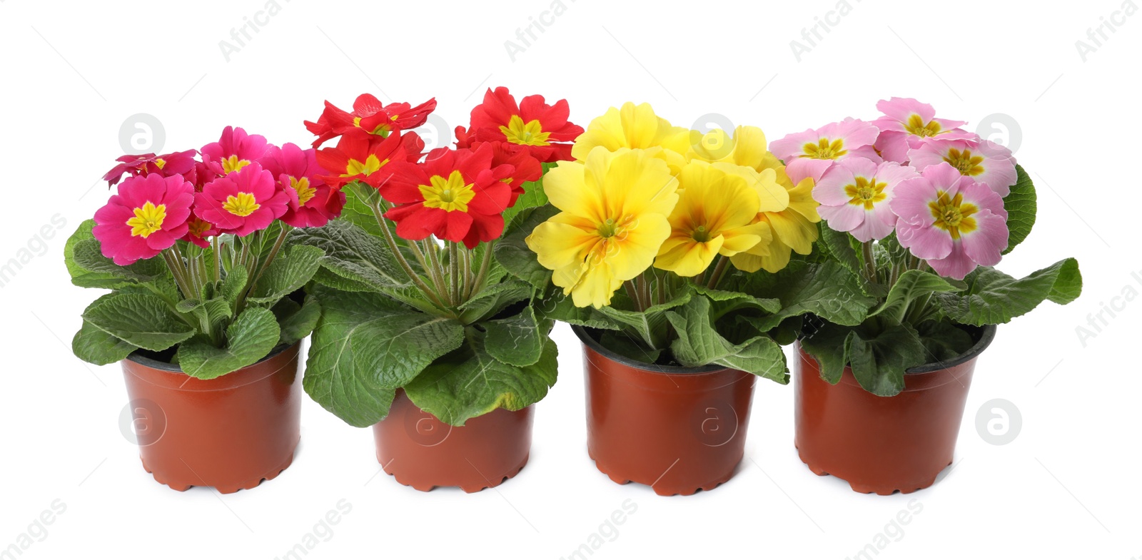 Photo of Beautiful primula (primrose) plants with colorful flowers on white background. Spring blossom