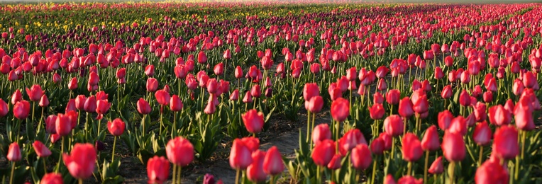 Photo of Field with fresh beautiful tulips. Blooming flowers