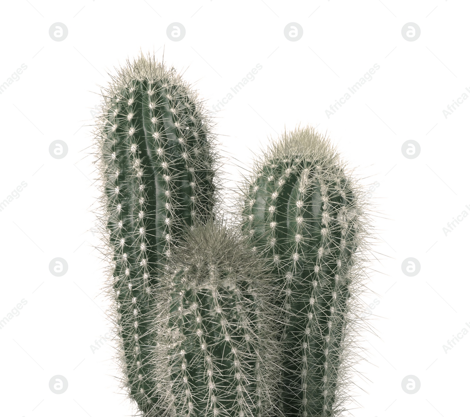 Image of Beautiful cactus isolated on white, color toned