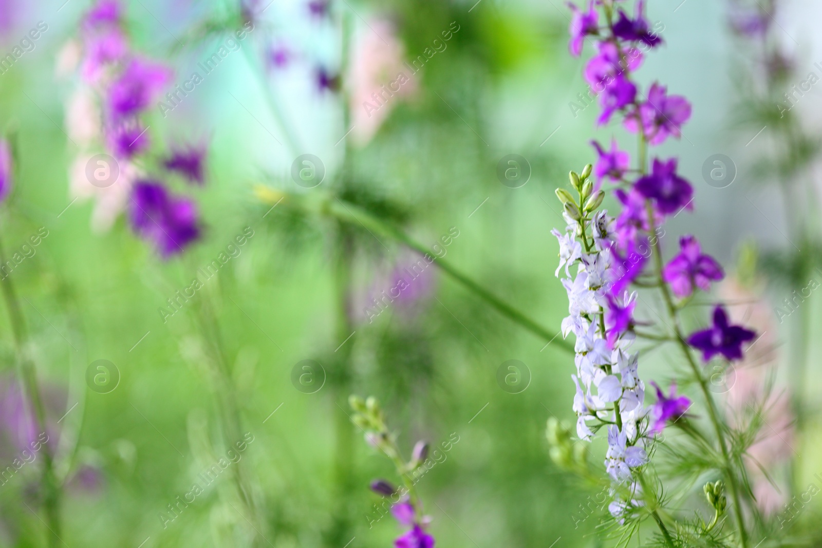 Photo of Beautiful spring flowers in garden on sunny day. Space for text