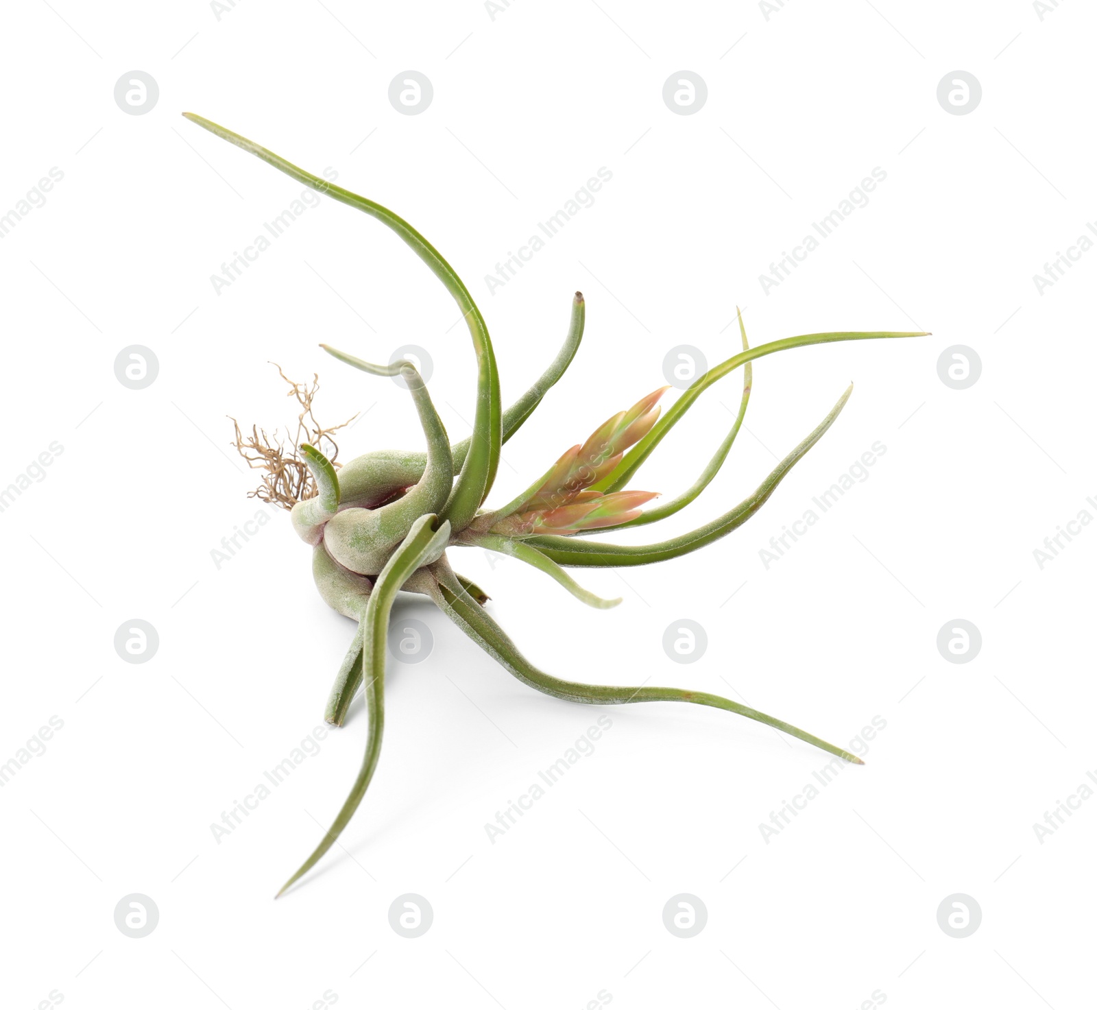 Photo of Beautiful tillandsia isolated on white. Exotic houseplant