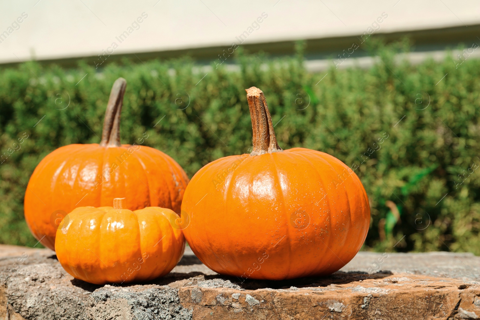 Photo of Ripe orange pumpkins on stone surface in garden