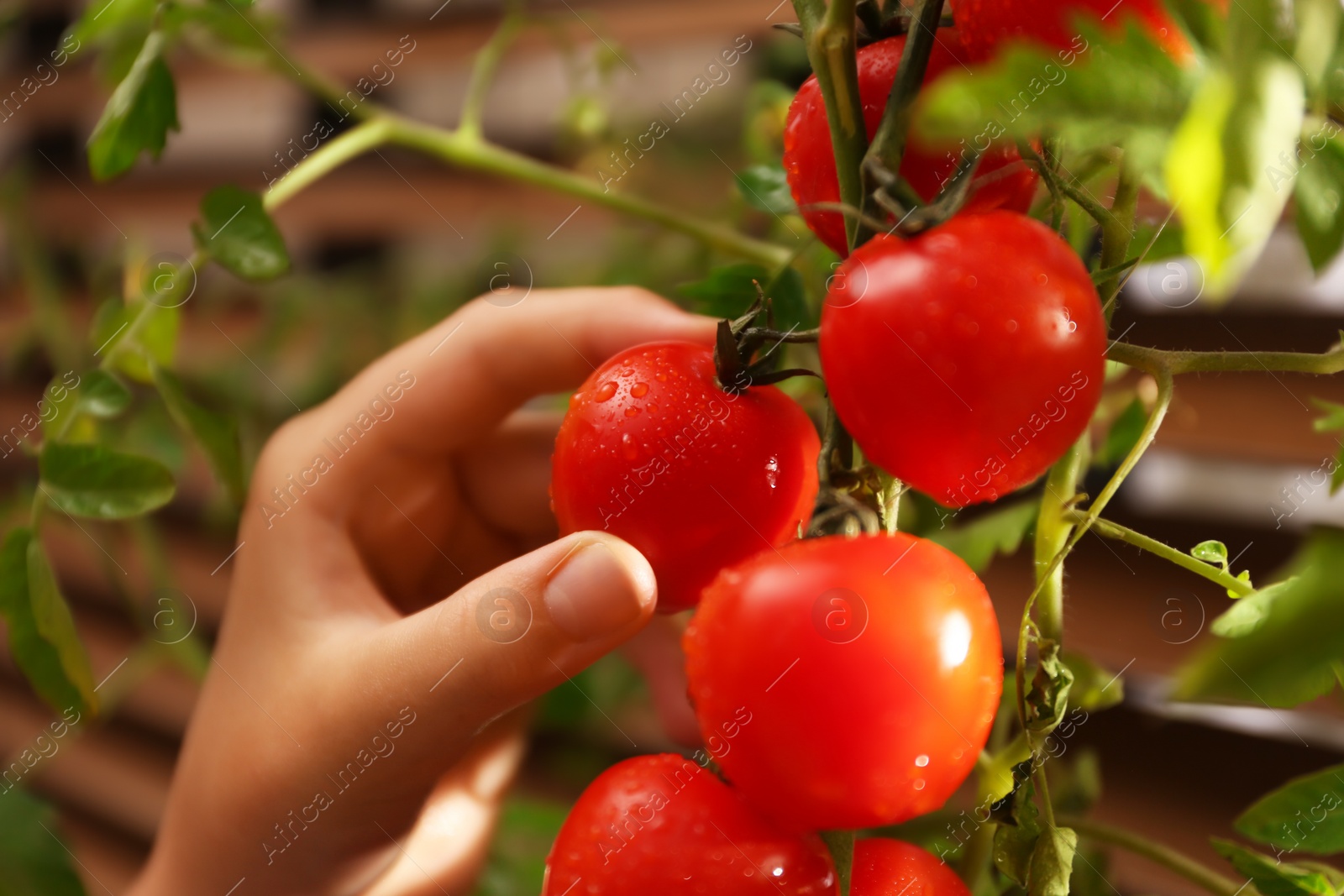 Photo of Woman picking ripe tomato from bush near window indoors, closeup