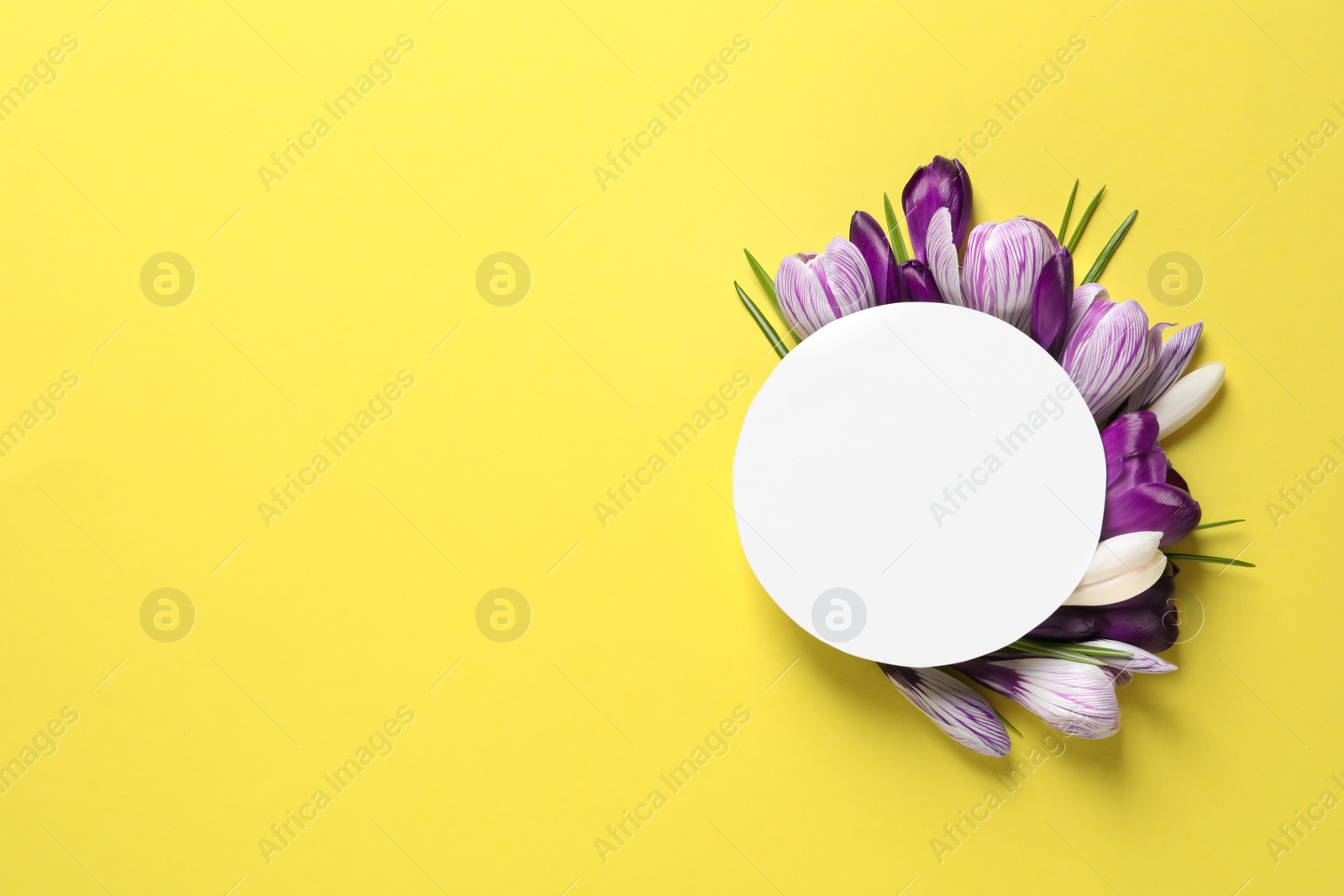 Photo of Beautiful spring crocus flowers and card on color background, top view. Space for text