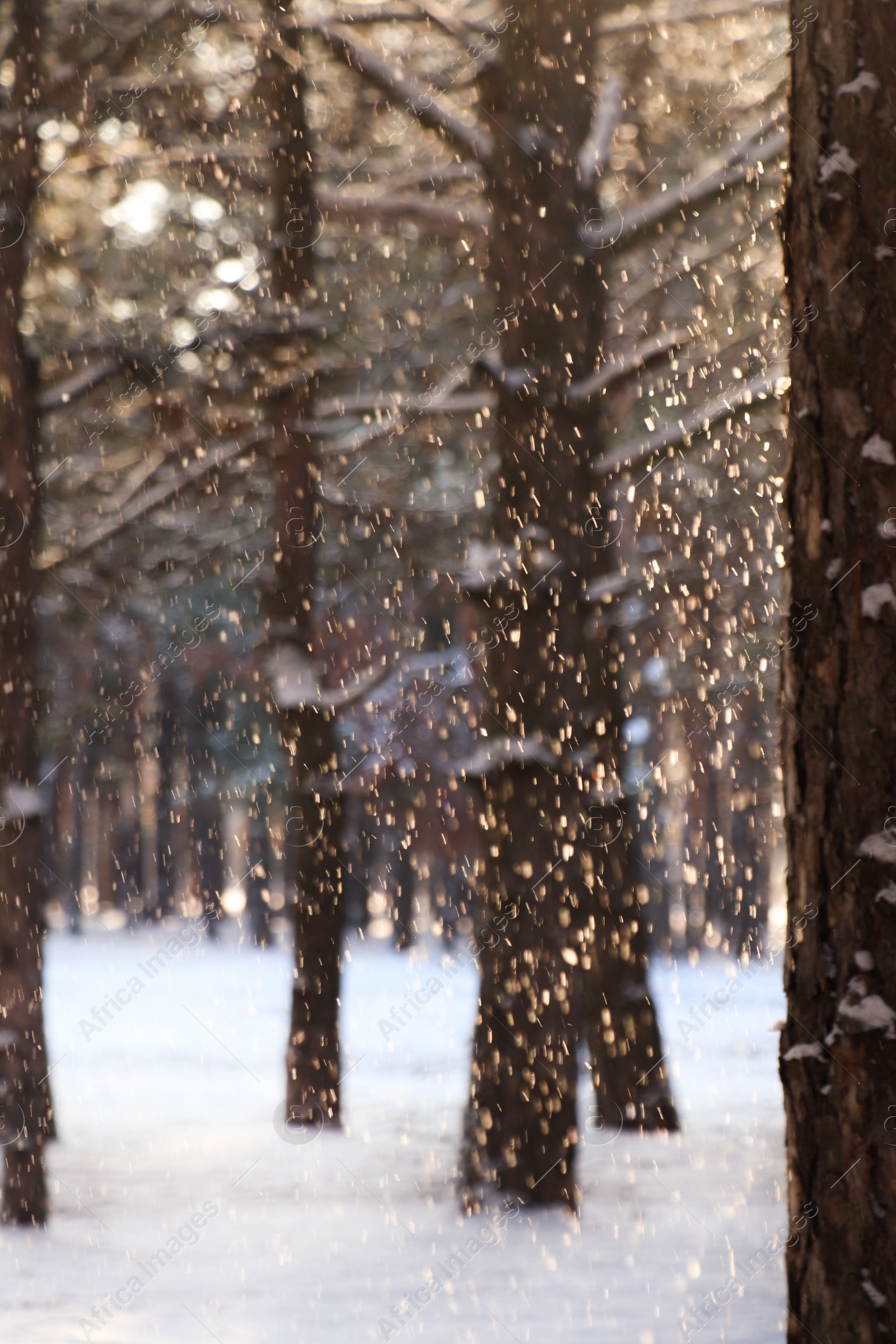 Photo of Picturesque view of snowy pine forest in winter morning