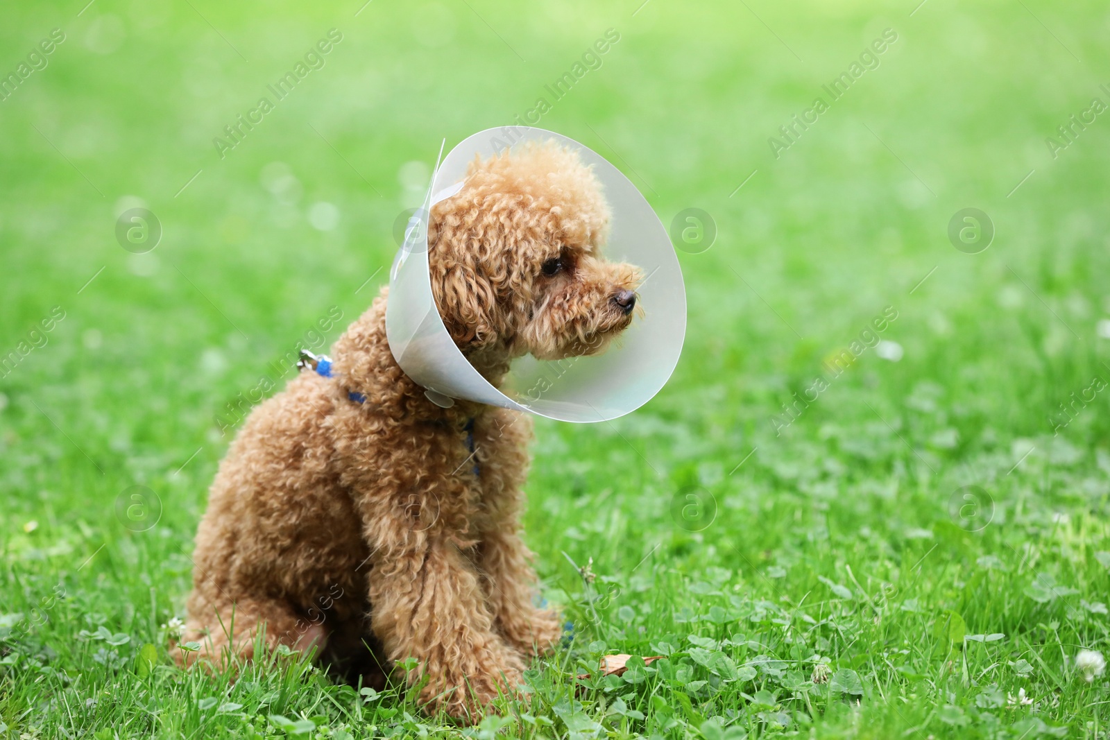 Photo of Cute Maltipoo dog with Elizabethan collar sitting on green grass outdoors, space for text