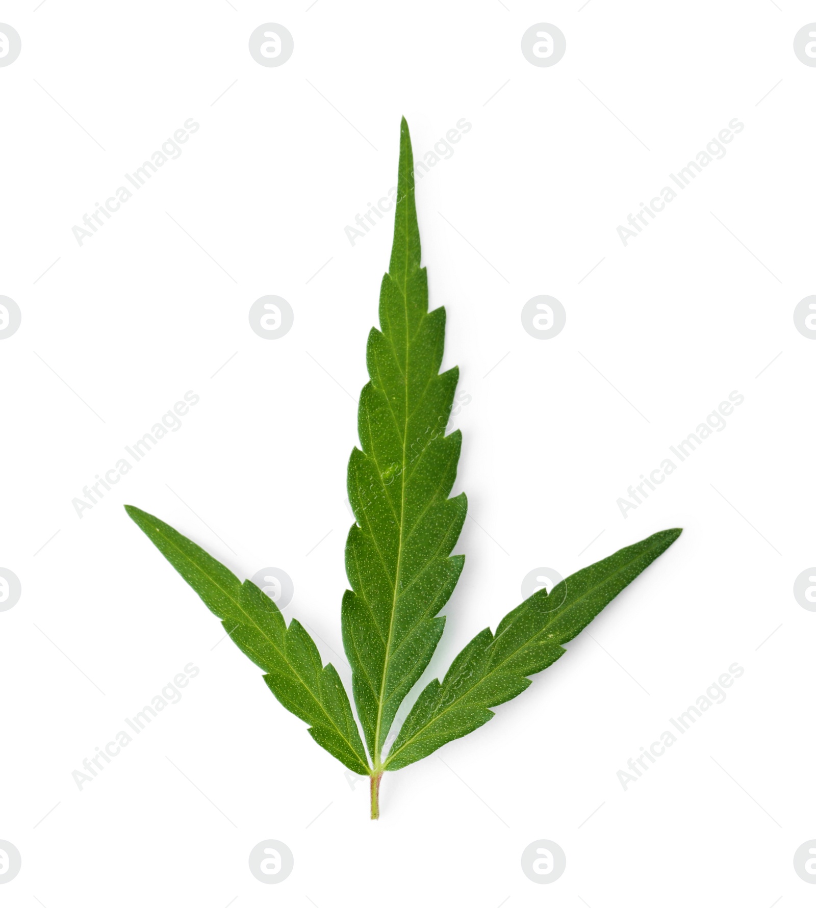 Photo of Fresh green hemp leaf on white background