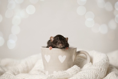 Cute little rat in cup on knitted blanket against blurred lights. Chinese New Year symbol