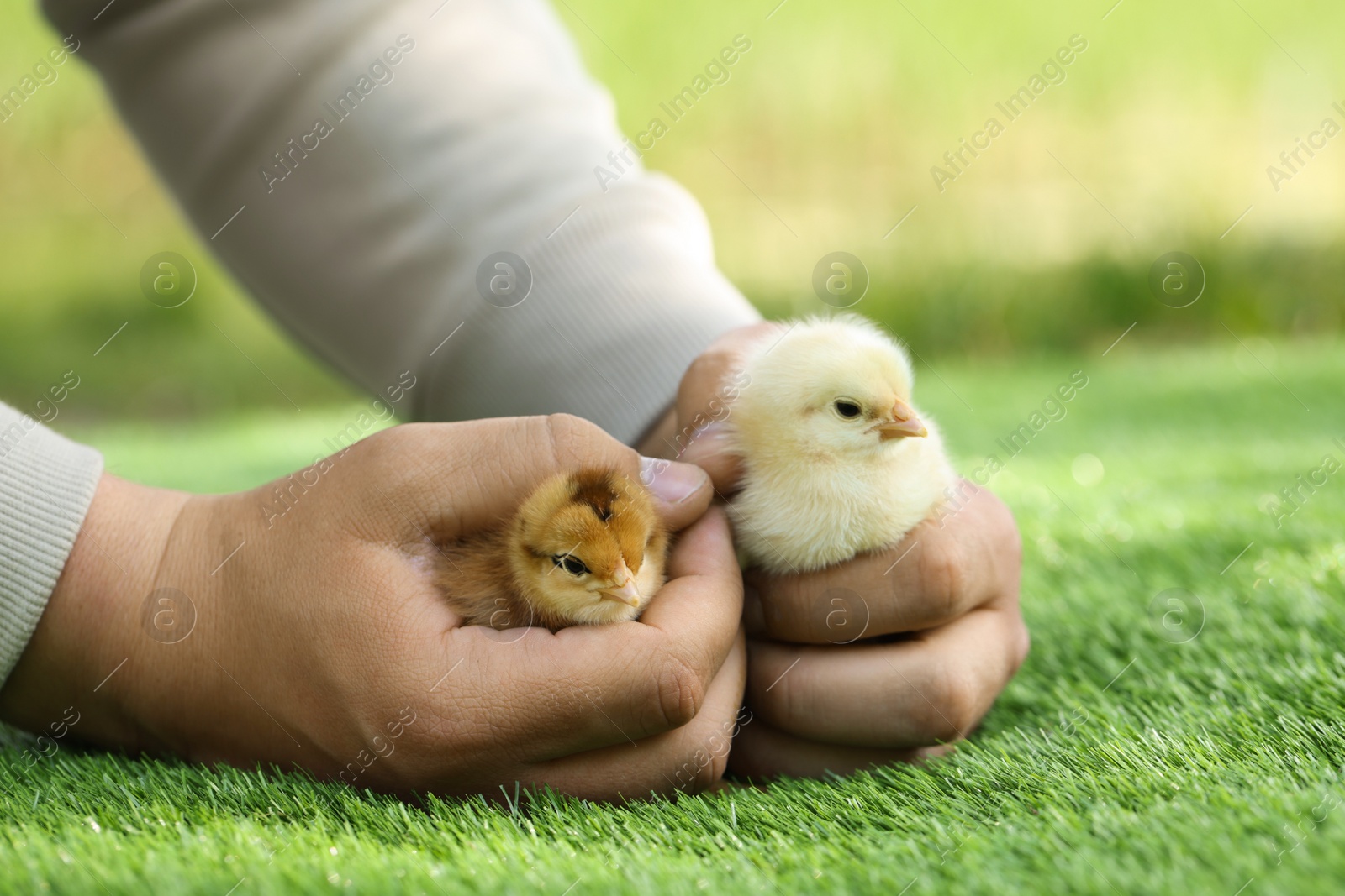 Photo of Man with cute chicks on green grass outdoors, closeup. Baby animals