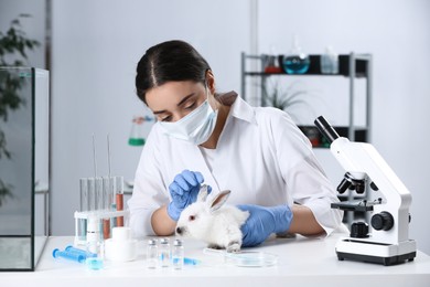 Photo of Scientist working with rabbit in chemical laboratory. Animal testing