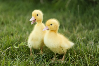 Photo of Cute fluffy goslings on green grass. Farm animals