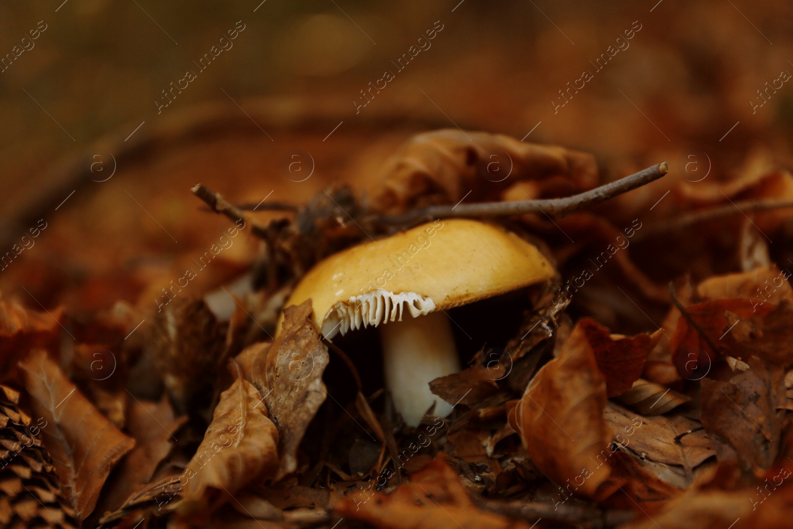 Photo of Mushroom with fallen leaves on ground in forest