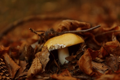 Photo of Mushroom with fallen leaves on ground in forest