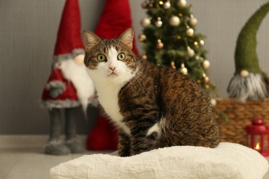 Cute cat sitting on soft pillow near Christmas decor at home. Adorable pet