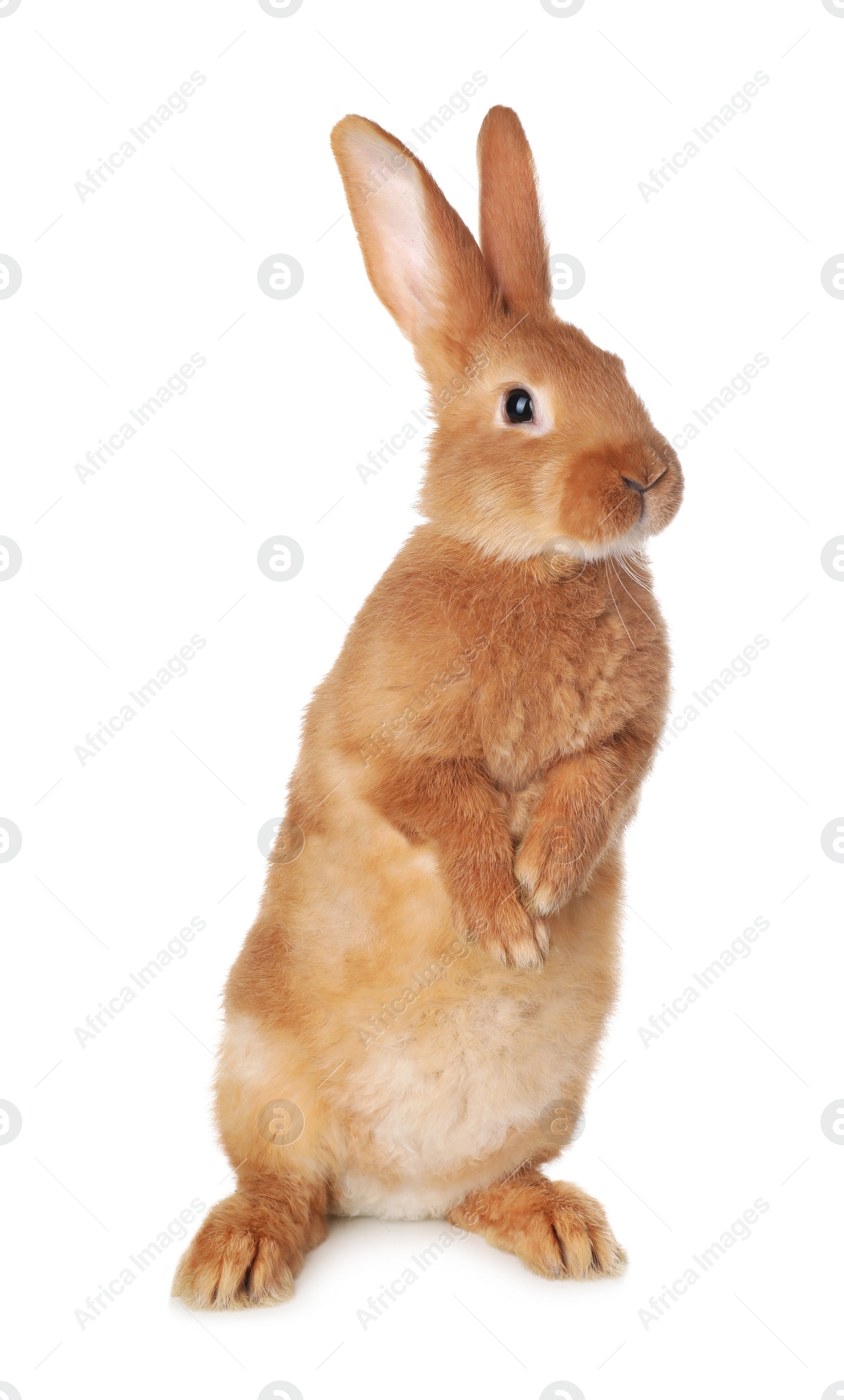 Photo of Cute bunny isolated on white. Easter symbol