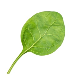 Fresh green healthy baby spinach leaf isolated on white