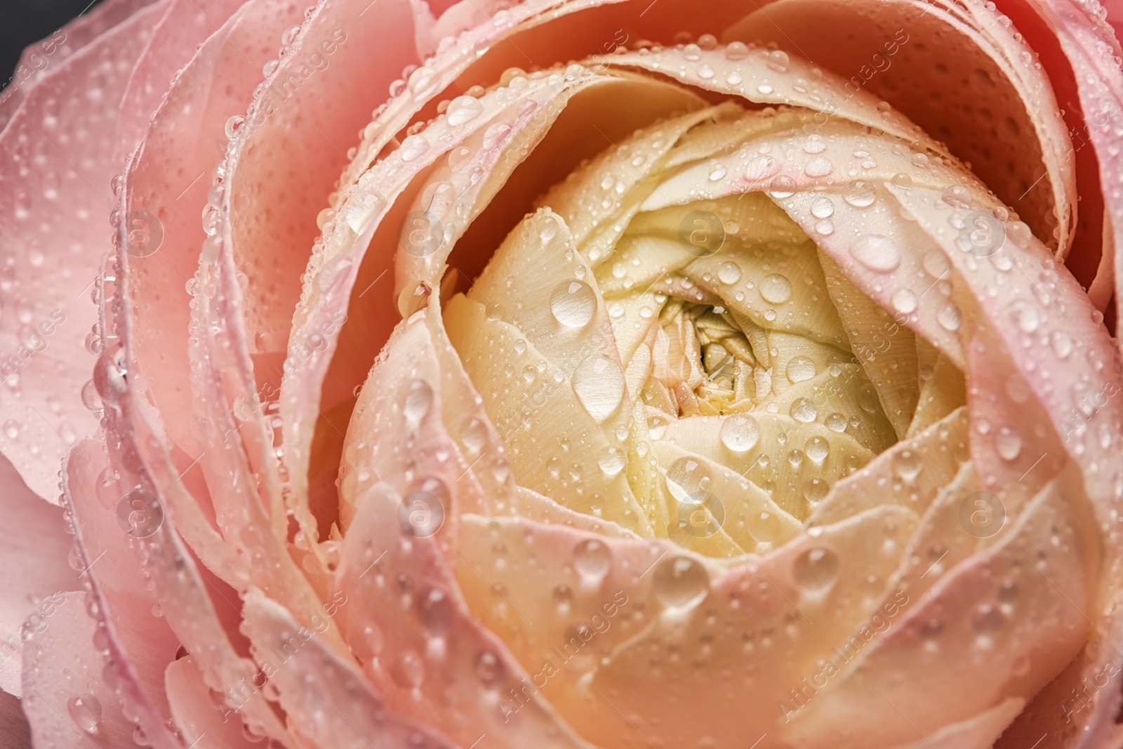 Photo of Beautiful ranunculus flower, closeup