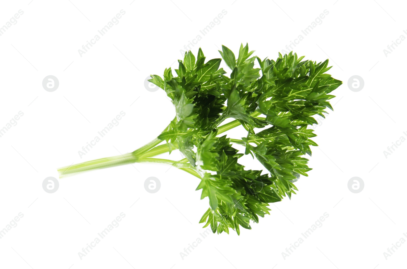 Photo of Fresh green organic parsley on white background