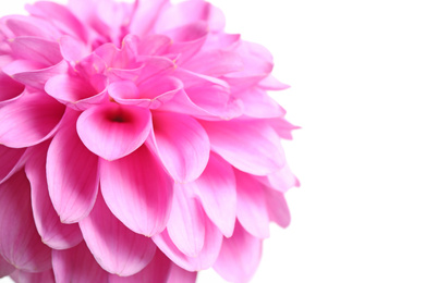 Photo of Beautiful pink dahlia flower on white background, closeup view