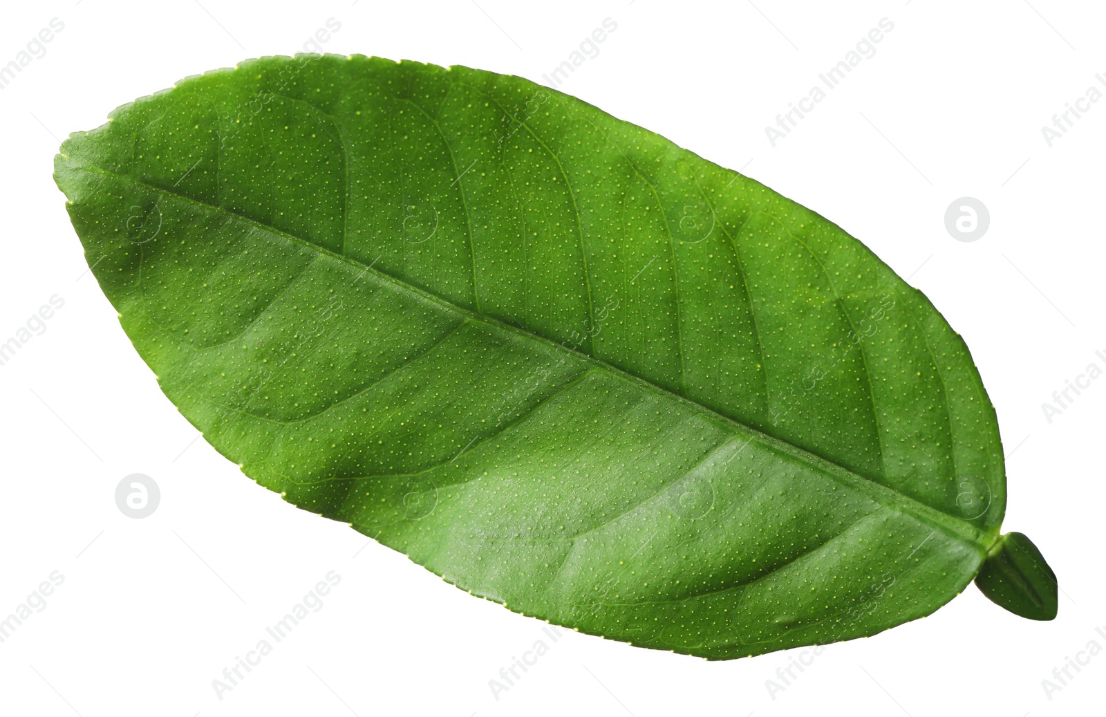 Photo of Green leaf of lemon tree isolated on white