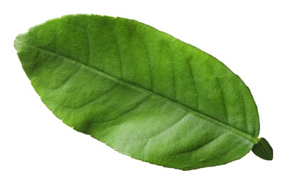 Green leaf of lemon tree isolated on white