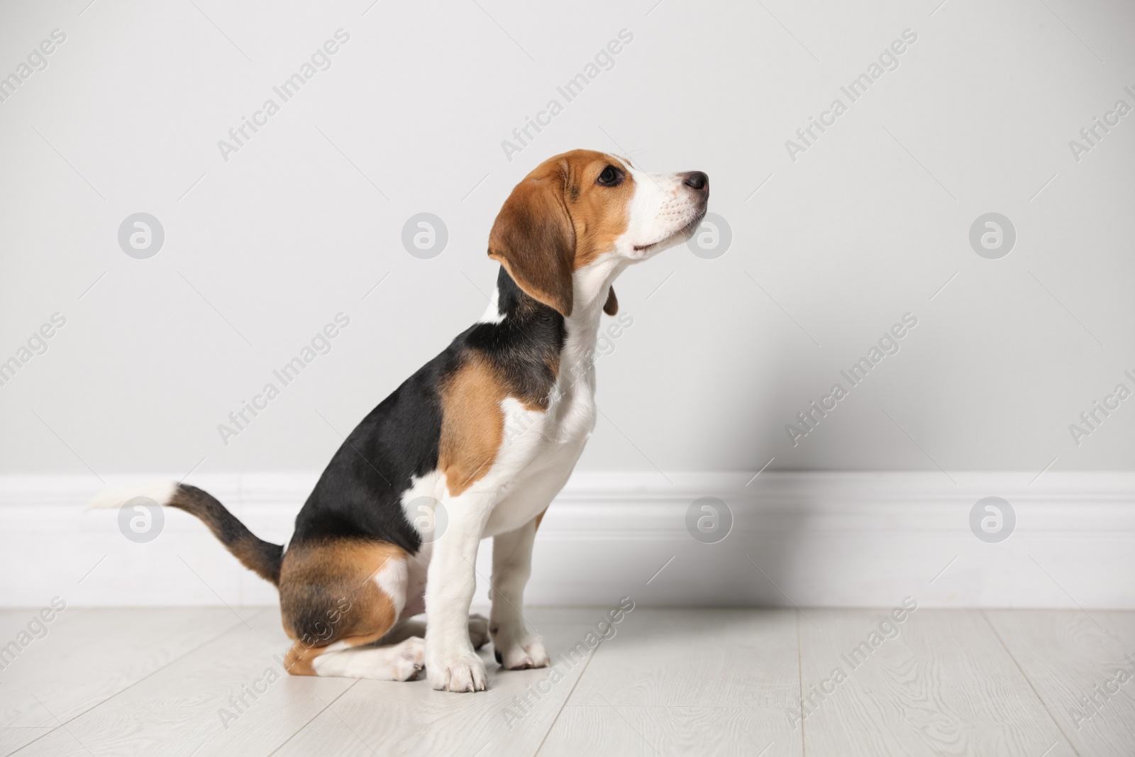 Photo of Cute Beagle puppy near light wall indoors. Adorable pet