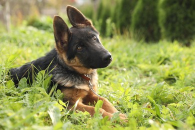 Photo of Cute German shepherd puppy on green grass outdoors, space for text