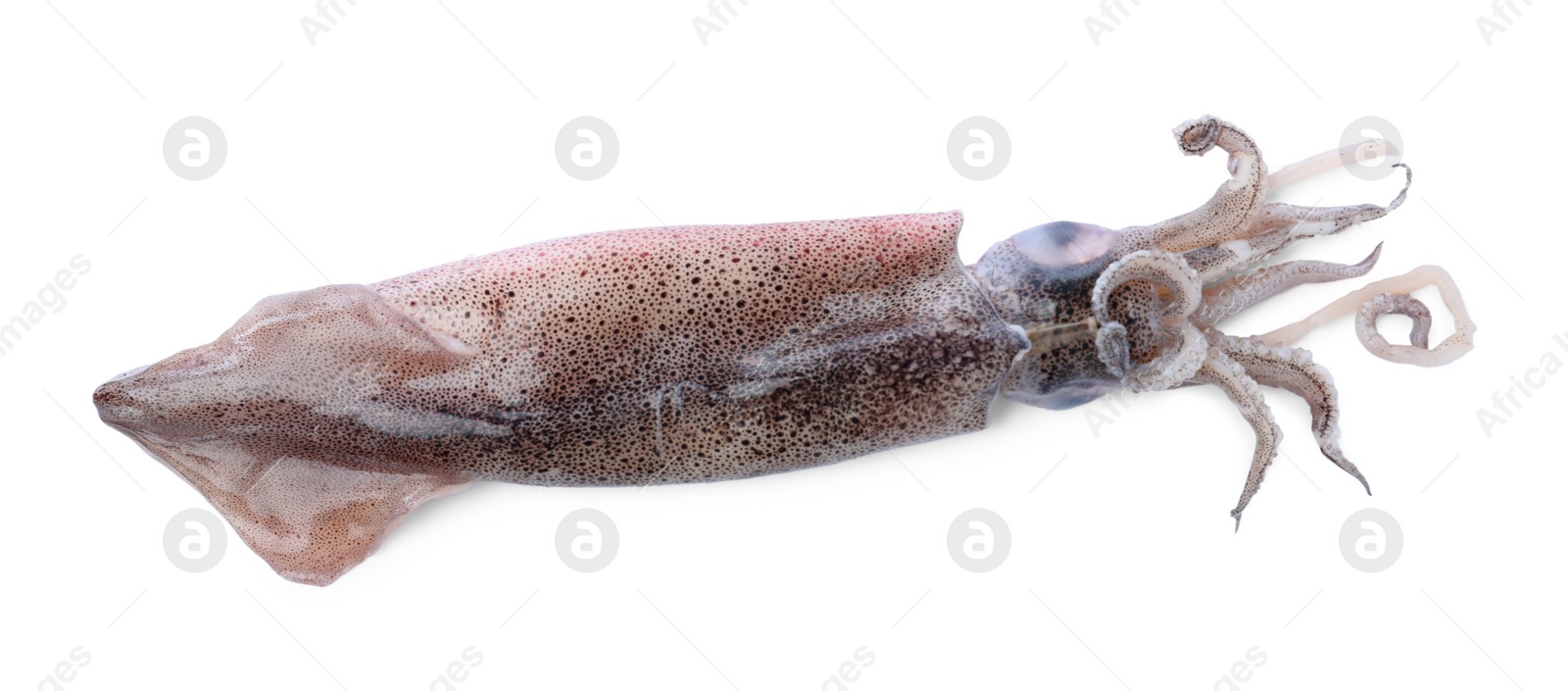 Photo of Fresh raw squid isolated on white, top view