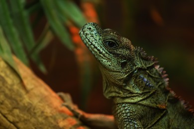 Photo of Amboina sailfin lizard on tree branch at herpetarium, closeup