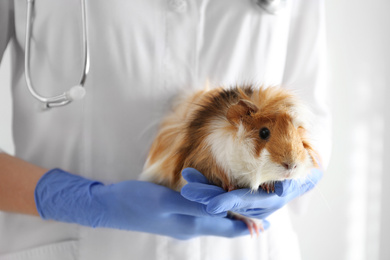 Photo of Female veterinarian examining guinea pig in clinic, closeup